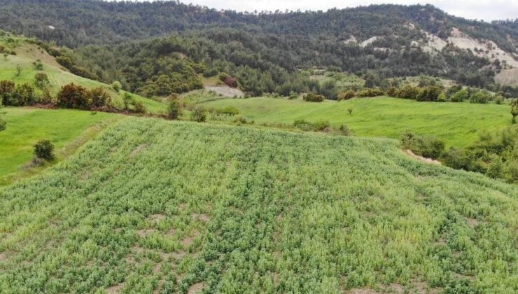 Manisa’da 620 bin kök yasadışı haşhaş ekimi tespit edildi
