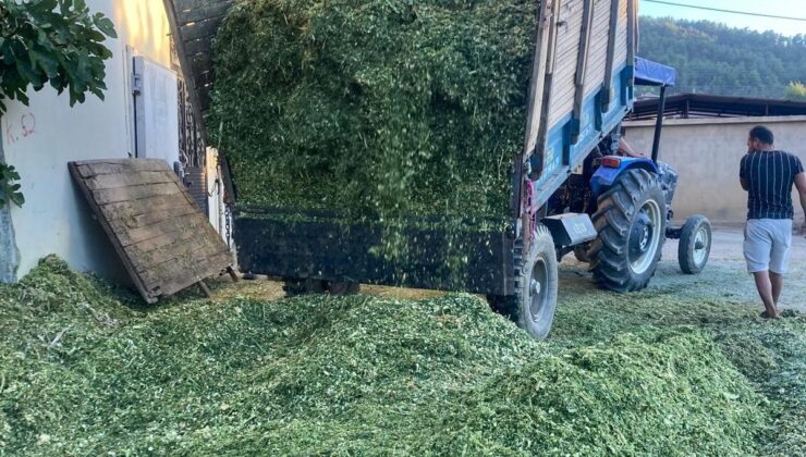 Besiciler mısır slaj yem yapımına başladı