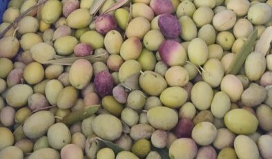 Salihli’de üreticiler zeytin sineğine karşı son kez uyarıldı