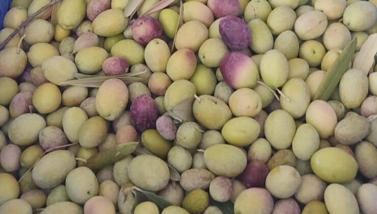 Salihli’de üreticiler zeytin sineğine karşı son kez uyarıldı