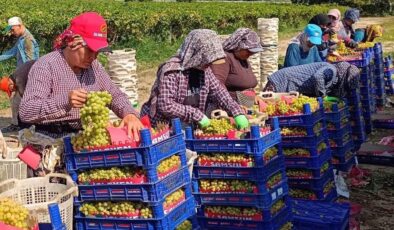 Sarıgöl’de üzüm hasadı aralıksız sürüyor