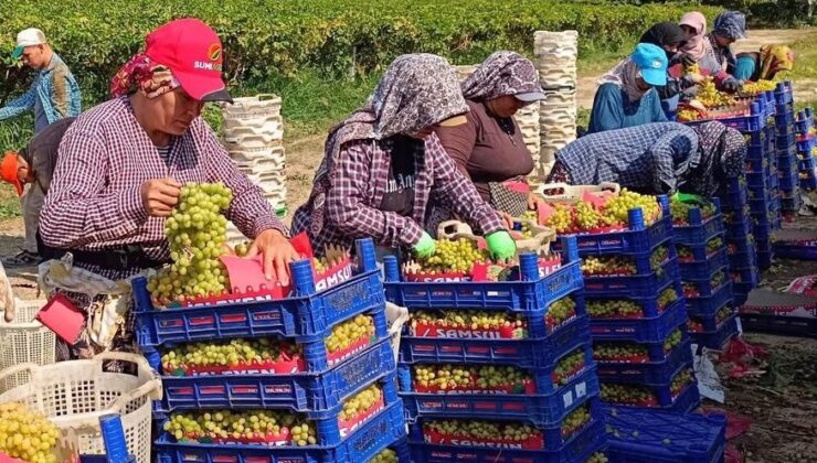 Sarıgöl’de üzüm hasadı aralıksız sürüyor