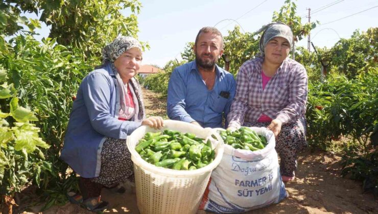 Ünlü Emcelli Biberi yok oluyor