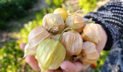 Altın Çilek bereketi pazar tezgahına yansıdı