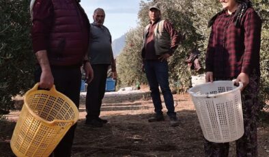 Başkan Öküzcüoğlu çiftçilerle birlikte zeytin hasadı yaptı