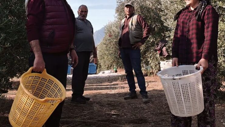 Başkan Öküzcüoğlu çiftçilerle birlikte zeytin hasadı yaptı