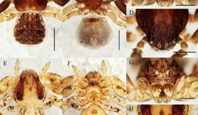 Manisa CBÜ’lü öğretim ütesinden 20 yeni tür keşfi