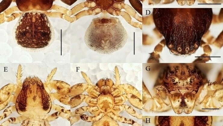 Manisa CBÜ’lü öğretim ütesinden 20 yeni tür keşfi