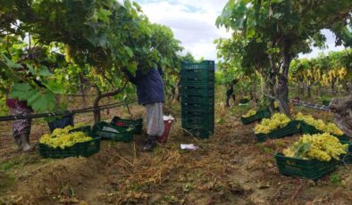 Manisa’da üzüm hasadı yağmur ve çamura rağmen devam ediyor