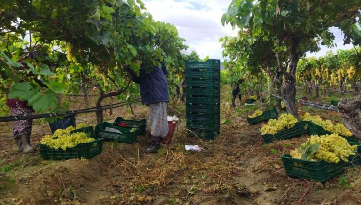 Manisa’da üzüm hasadı yağmur ve çamura rağmen devam ediyor