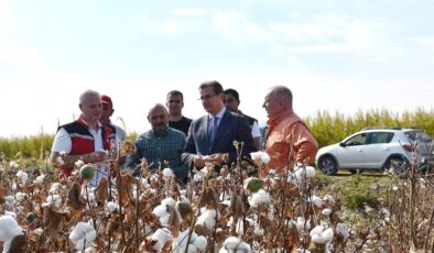 Salihli Ovası’nın ‘Beyaz Altın’ında ilk hasat