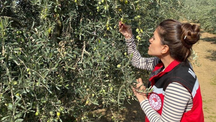 Salihli’de zeytin sineğine karşı acil uyarı
