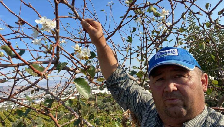 Sarıgöl’de armut ağacı ikinci kez çiçek açtı
