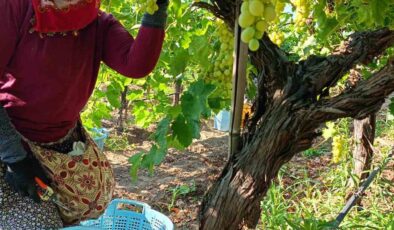 Sarıgöl’de üzüm hasadı aralıksız devam ediyor