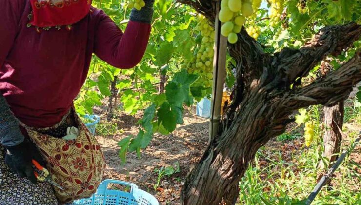 Sarıgöl’de üzüm hasadı aralıksız devam ediyor