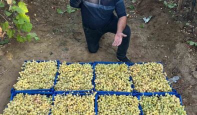 Sarıgöl’de üzüm hasadı hız kesmeden devam ediyor
