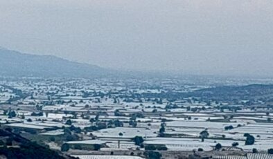 Sarıgöl’de üzüm üretici ihracatın hız kazanmasını bekliyor