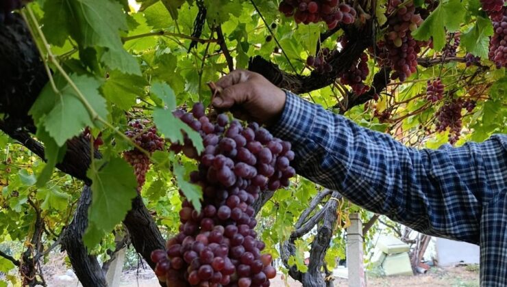 Sarıgöllü üreticiden 1 kilo 740 gramlık üzüm salkımı