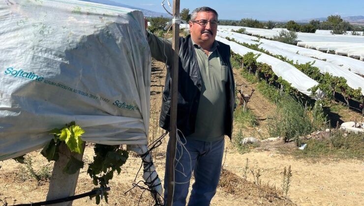 Üzüm bağını hırsızlara karşı kamera ile koruyor