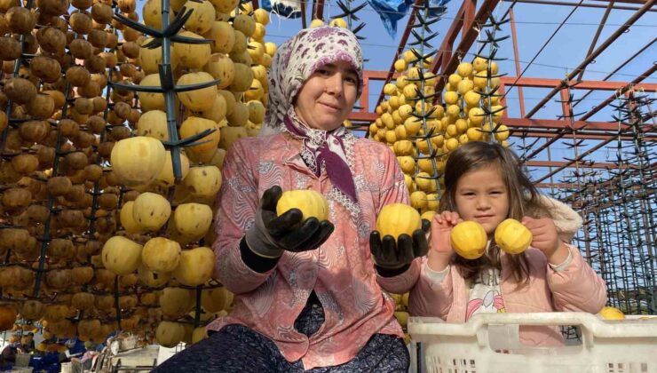 Alaşehir’de ilk kez ’Cennet Hurması Festivali’ düzenlenecek