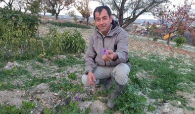 Demirci’de safran çiçeği yetiştirildi
