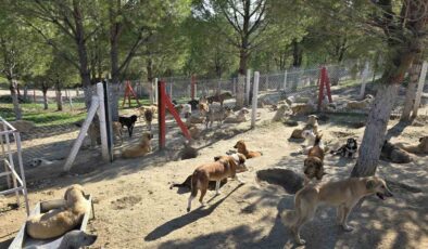 İlçelerdeki sahipsiz köpekler toplanıyor