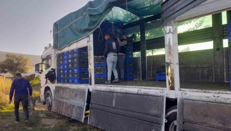 Sarıgöl’de örtüaltı üzüm hasadı devam ediyor