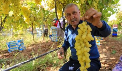 Sarıgöl’de üzüm fiyatları dibe vurdu