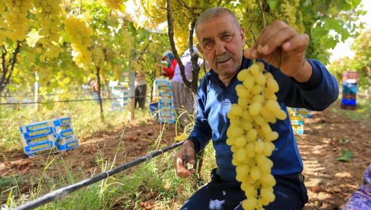 Sarıgöl’de üzüm fiyatları dibe vurdu