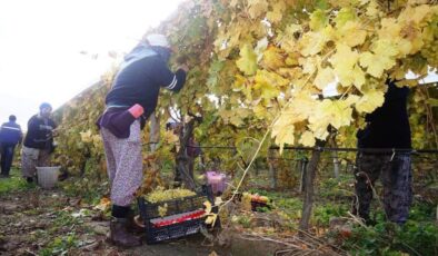 Sarıgöl’de üzüm hasadı aralıksız sürüyor