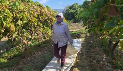 Sarıgöl’deki bağlarda örtü toplama mesaisi başladı