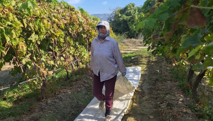 Sarıgöl’deki bağlarda örtü toplama mesaisi başladı