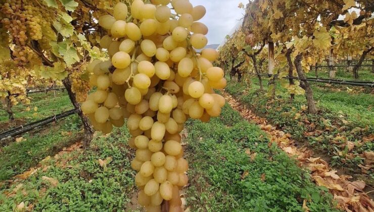Dalında üzümler 5 aydır tazeliğini koruyor