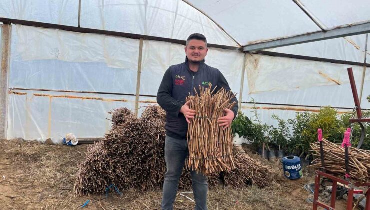 Genç kardeşlerden Sarıgöl ekonomisine 700 bin fidan hamlesi