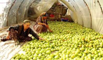 Kırağı vurdu, gök domates seraya taşındı