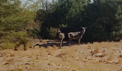 Kızıl geyikler aylar sonra Spil Dağı’nda yeniden görüntülendi