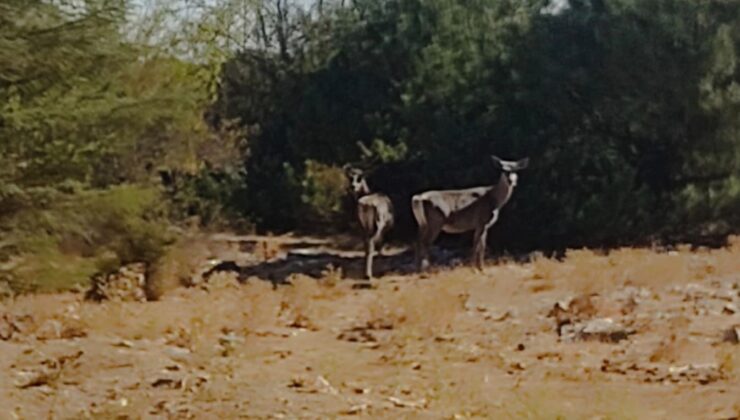 Kızıl geyikler aylar sonra Spil Dağı’nda yeniden görüntülendi