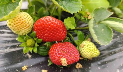 Köprübaşı’nda kış çileği 200 TL’den alıcı buluyor