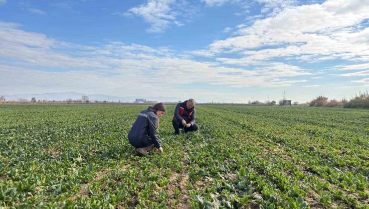 Salihli’de kışlık sebzelerde hastalık ve zararlılara karşı kontroller sürüyor