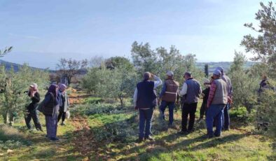 Salihli’de ücretsiz zeytin budama kursu başlıyor