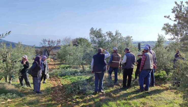 Salihli’de ücretsiz zeytin budama kursu başlıyor