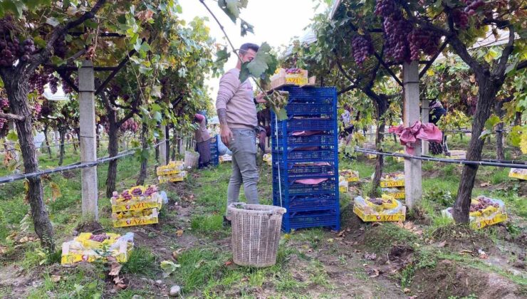 Sarıgöl’de üzüm hasadı devam ediyor