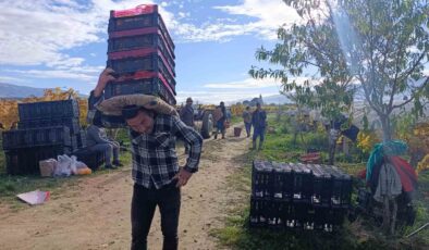 Sarıgöl’de üzüm kesimi aralık ayında da sürüyor