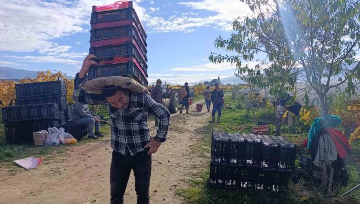 Sarıgöl’de üzüm kesimi aralık ayında da sürüyor