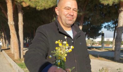 Sarıgöl’de zemheri papatyaları açtı