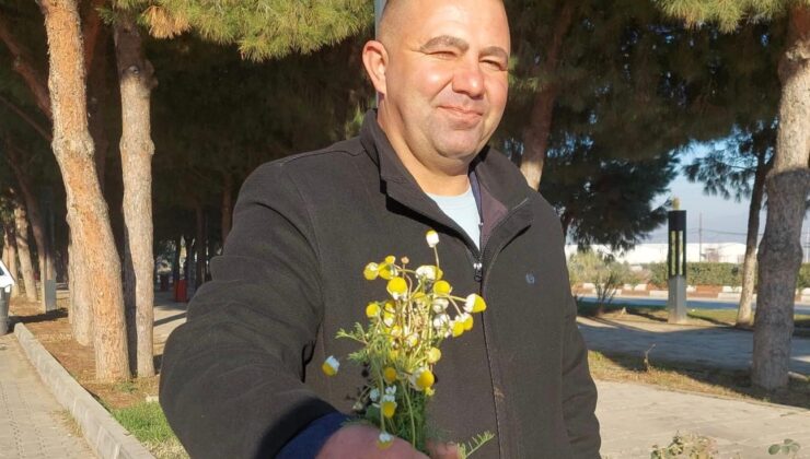 Sarıgöl’de zemheri papatyaları açtı