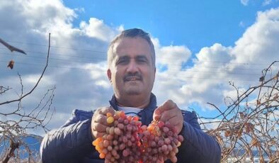 Soğuğa dayanıklı kazancı yüksek