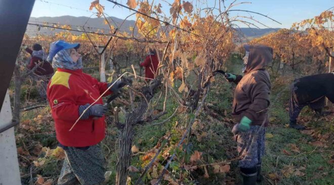 Üzüm bağlarında kadın istihdamı artıyor