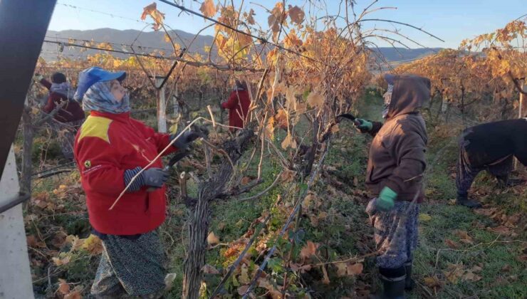 Üzüm bağlarında kadın istihdamı artıyor