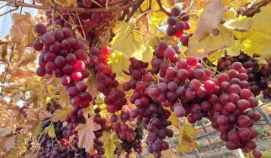 Yeni yılın üzümleri depodan değil bağdan